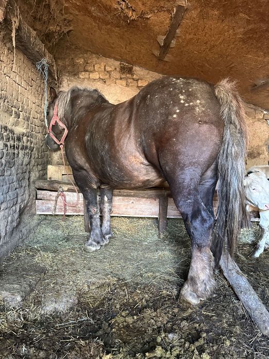 Vând iapă ciocolatie de 8 ani