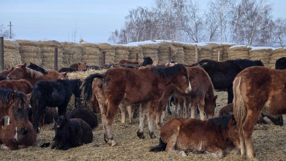 Продам жеребят с откорма