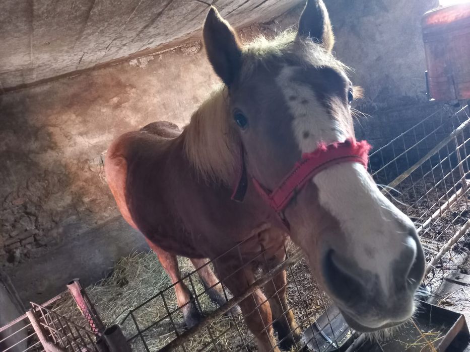 Vând armăsar de 9 luni