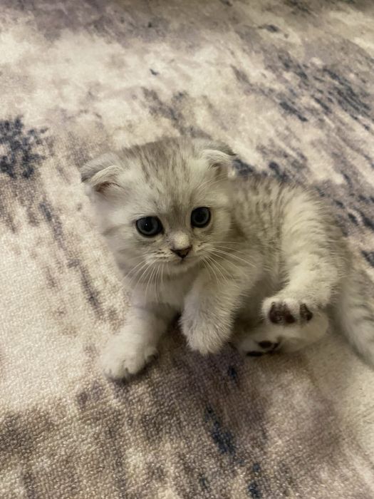 Продается котенки породистые