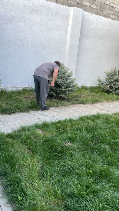Газон посевной рулонный