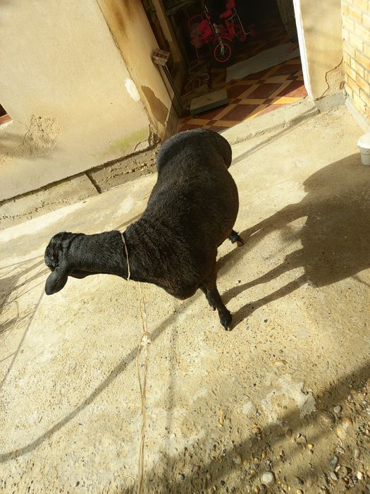 Qo'chqor sotiladi