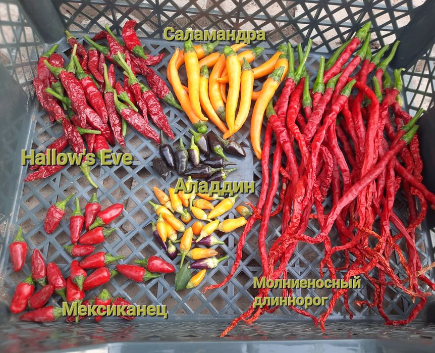 Семена коллекционных перцев