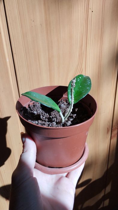 Комнатные цветы обмен