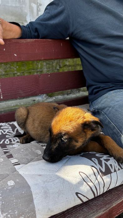 Cătei Malinois de vanzare