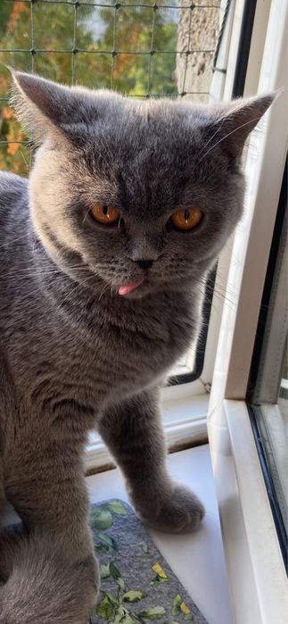 British shorthair blue femela cu pedigree