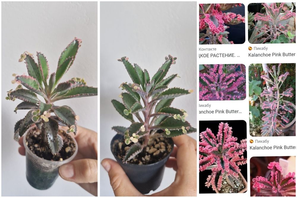 Суккулент Каланхоэ розовая бабочка