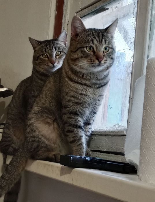 Көшуіме байланысты  мысық жақсы адамның қолына беремін.