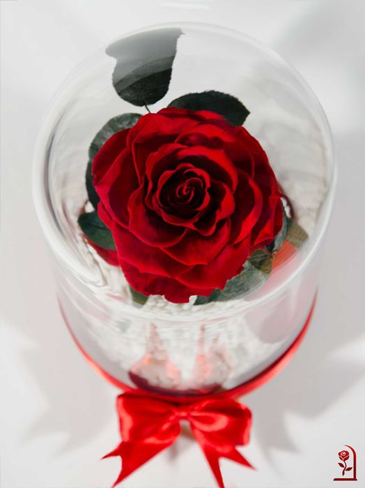 Естествена Вечна Роза в Стъкленица / Подарък за Рожден Ден на Жена