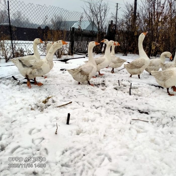 Продам гусей живьём