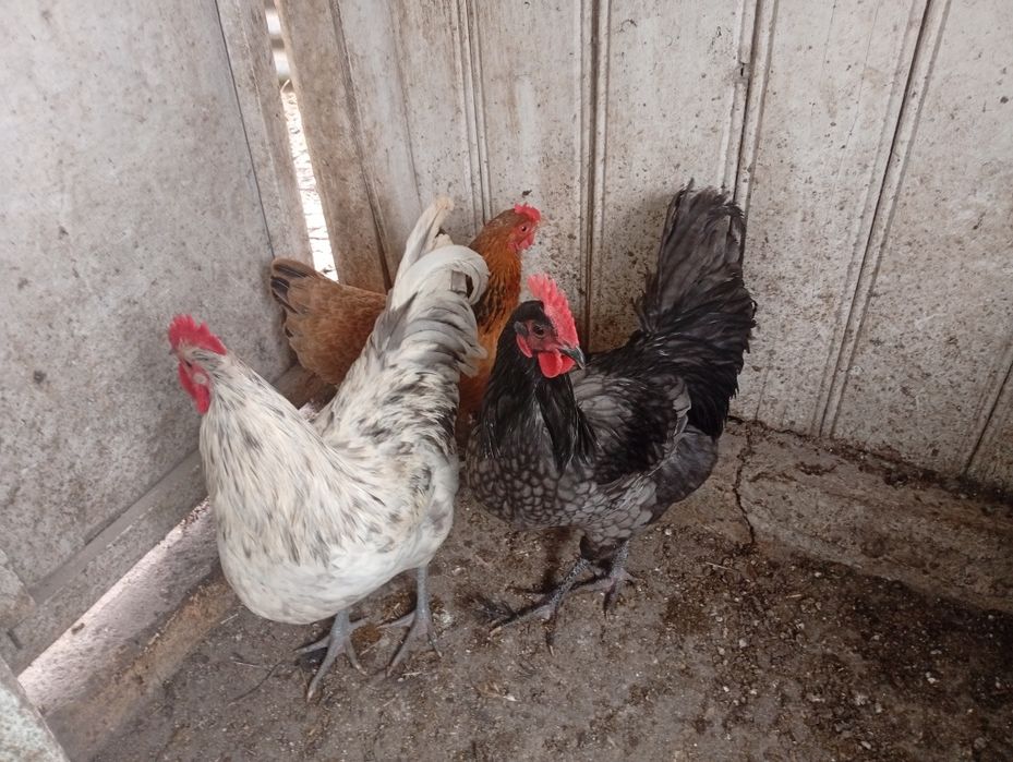 Cocosi australorp