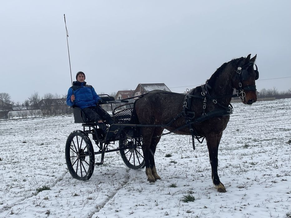 armasar kwpn cu pedigree