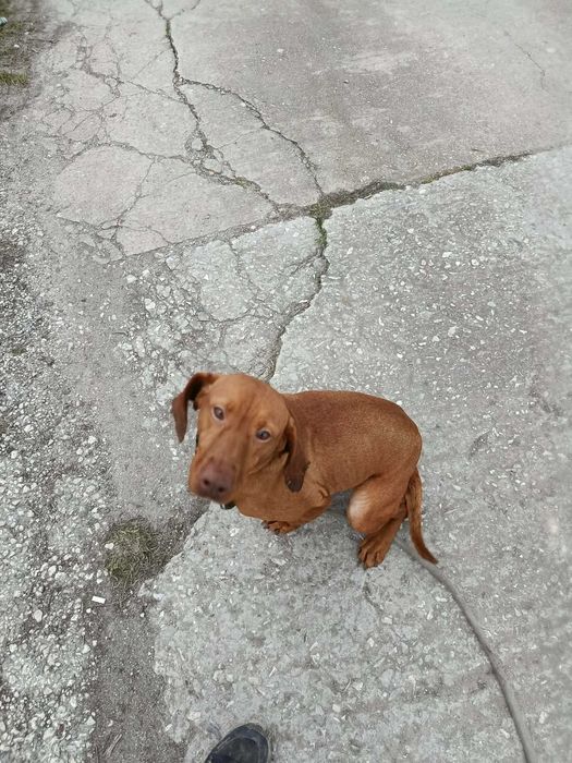 Продава се женска унгарска визла