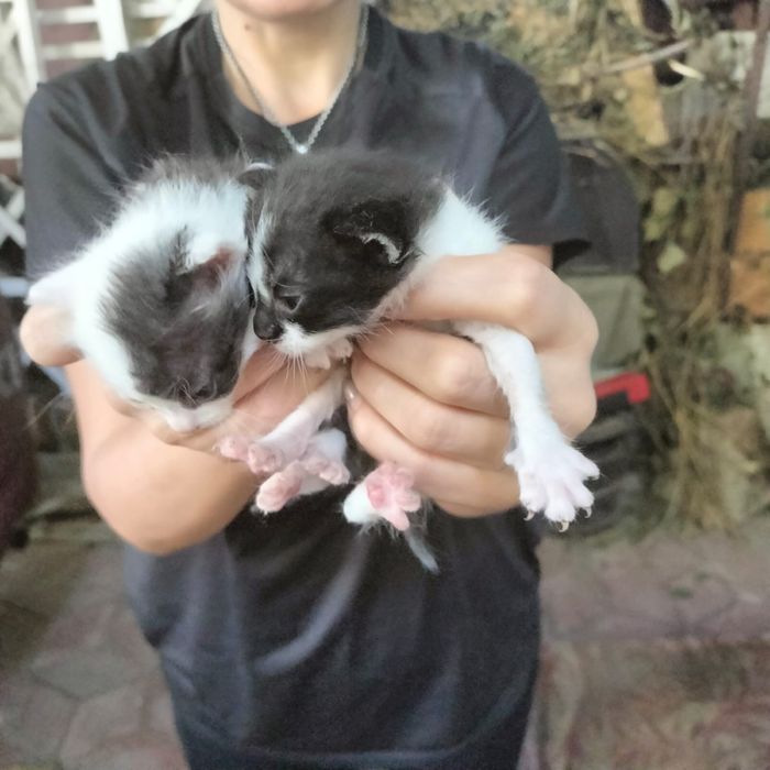Отдам котят в хорошие руки