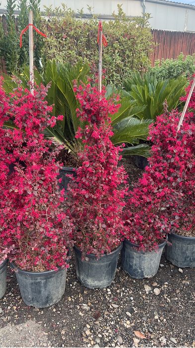 Plante ornamentale de orice specie si dimensiune livram oriunde in tar