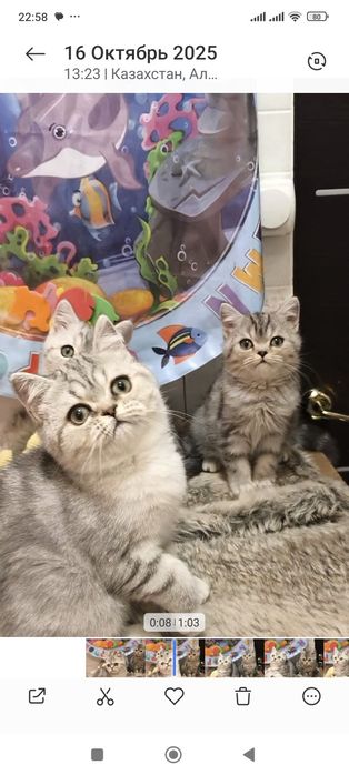 Самые красивые брит тоанские котята