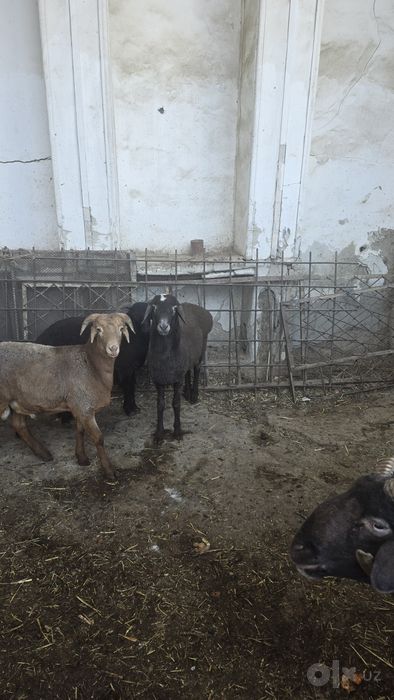 Qo'ylar sotiladi