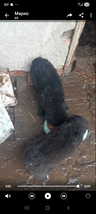 Българско овчарско киче