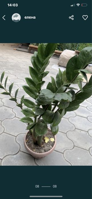 Продам комнатные цветы