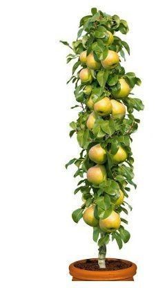 Pomi Fructiferi Columnari PĂR