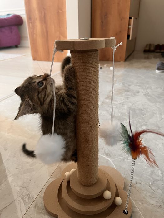 Продам котенка Скоттиш страйт