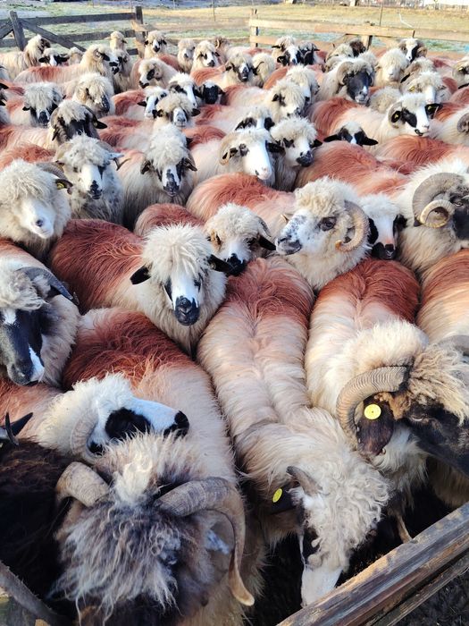 Vând turmă de oi tinere!