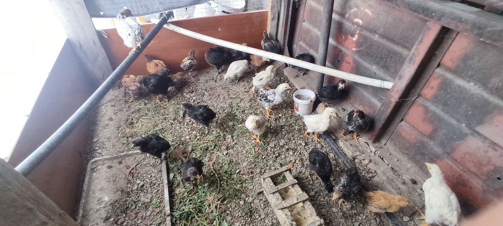 Продам цыплят домашних подросших