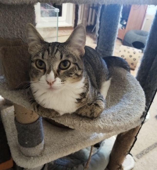 Котик ищет дом. Кастрирован.