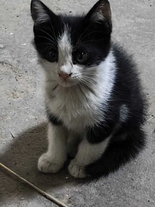 Отдам 4 котят в добрые руки