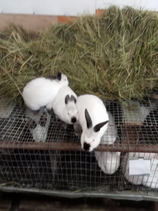 Продам кроликов…