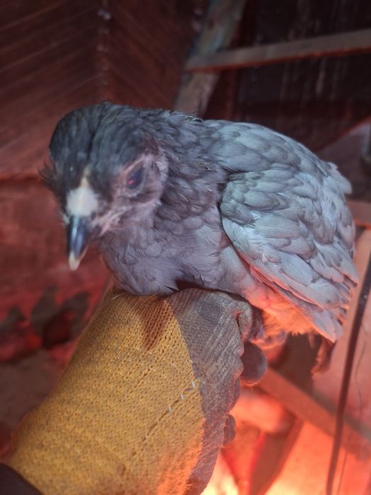 Срочно Продам цеплят 2х месяч