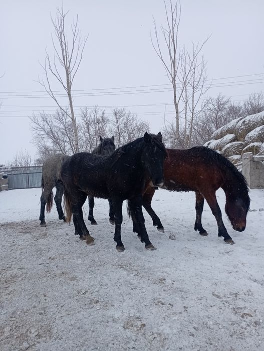 Продам жеребцов на мясо