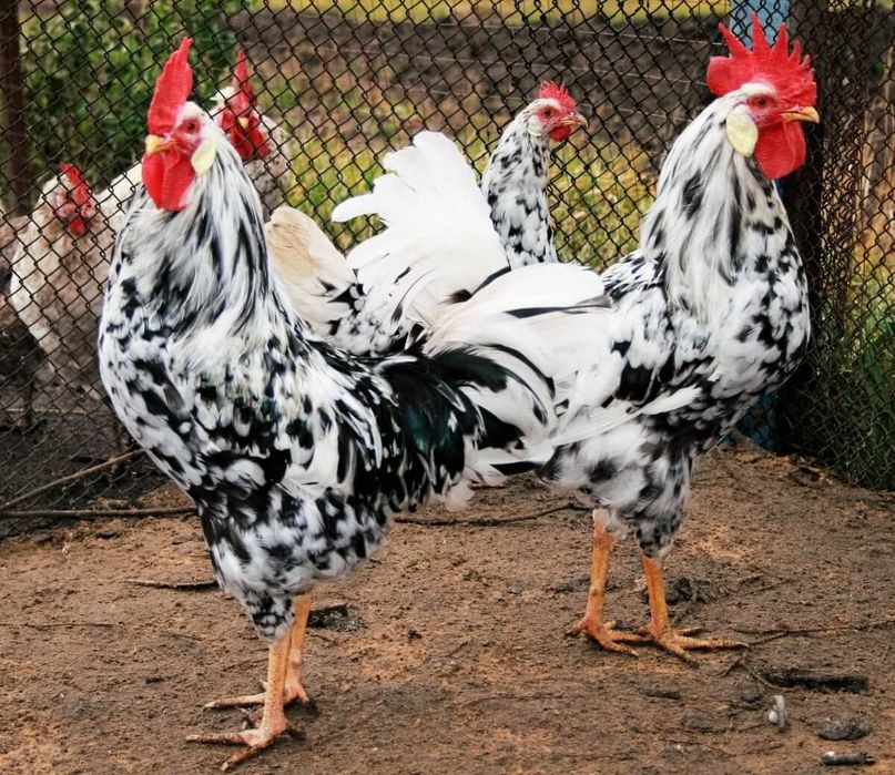 Leggorin tuhum va jo'jalari sotiladi