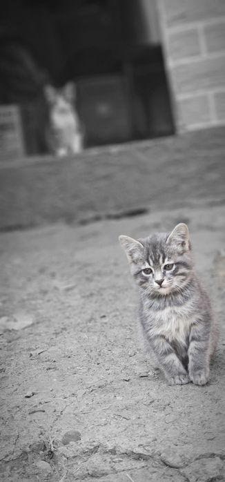 Котята в хорошие, добрые руки