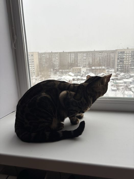 Продам срочно кота