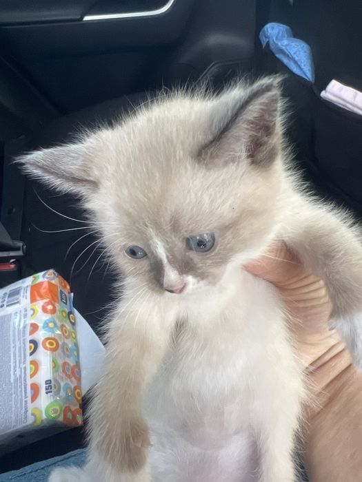 Отдам месячных котят в добрые руки