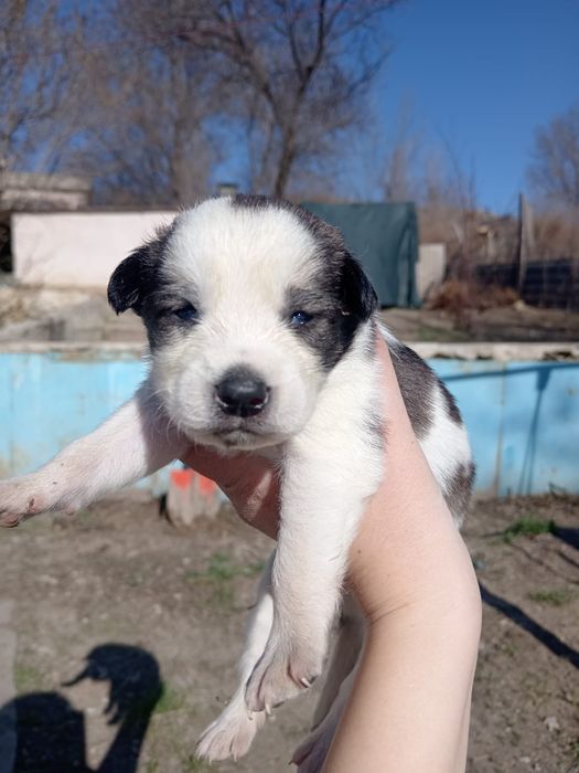Щенки спаниель и лайка