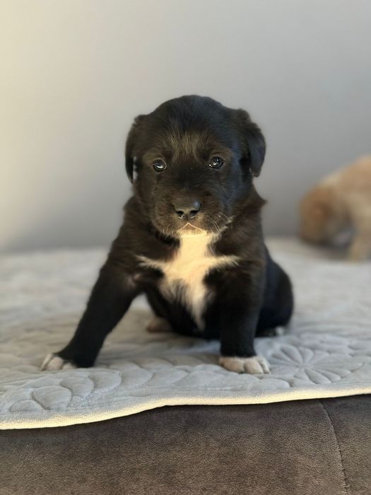 Отдам щенков в хорошие руки