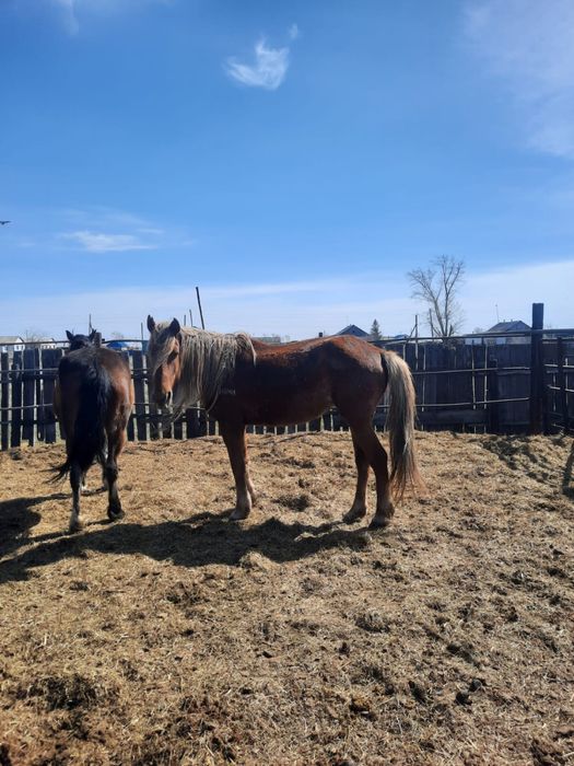 Кобылки 2 головы. По 700 тыс