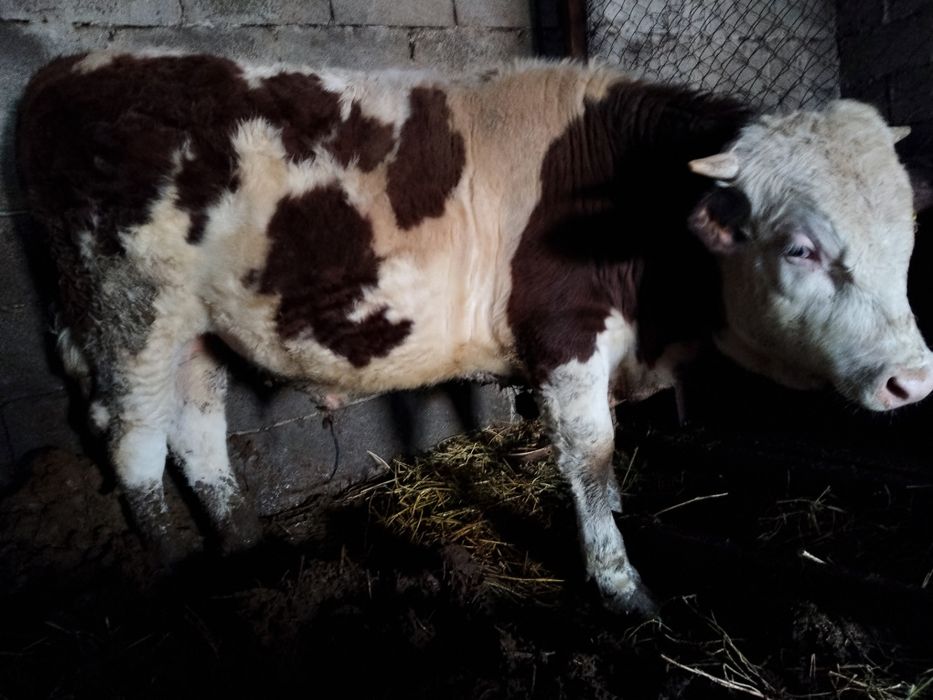 Бұқа, продам бычок