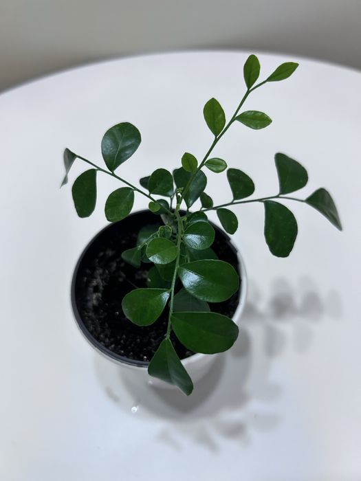 Мурайя комнатное растение продам