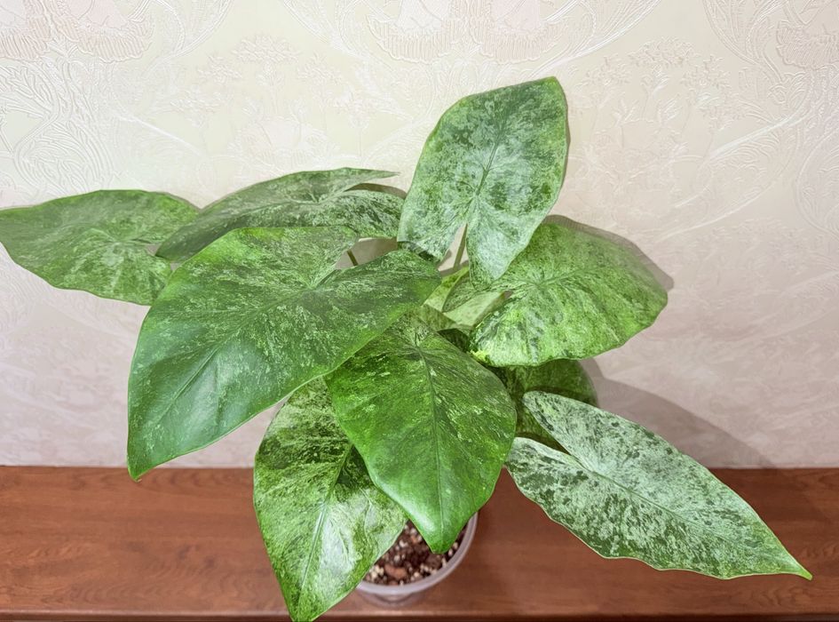 Алоказия, комнатные растения, комнатные цветы