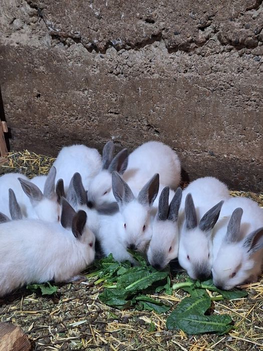 Кролчата Калифорния