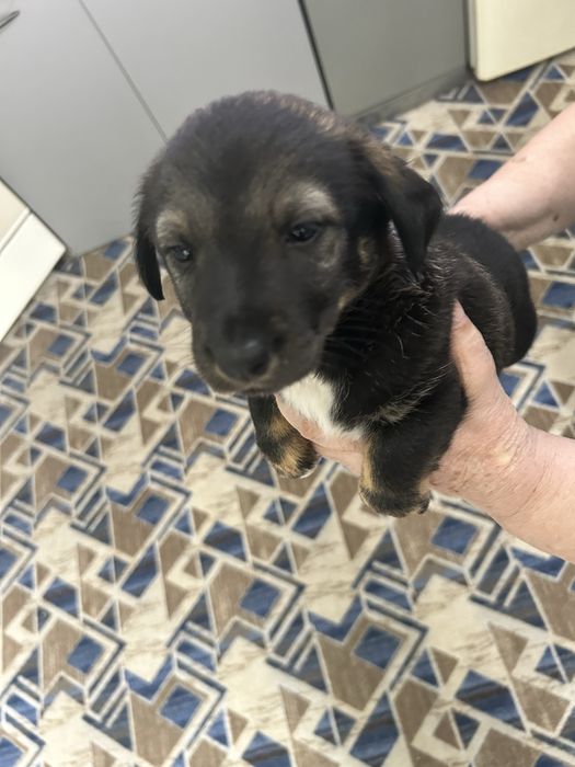 Отдам щенка в добрые руки