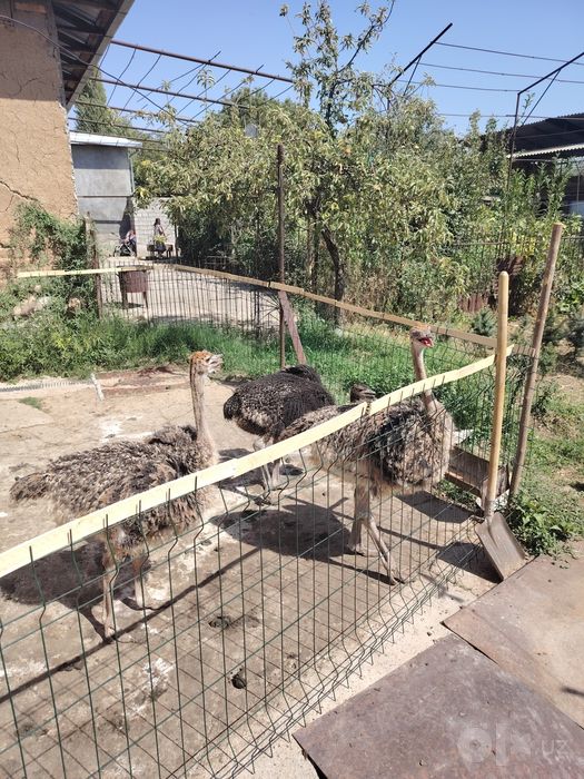 Прадаются страусы одна семя. Молодые больше 2х месяцев. Цена 350$ за к