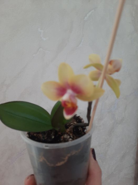 Продам мини Орхидею