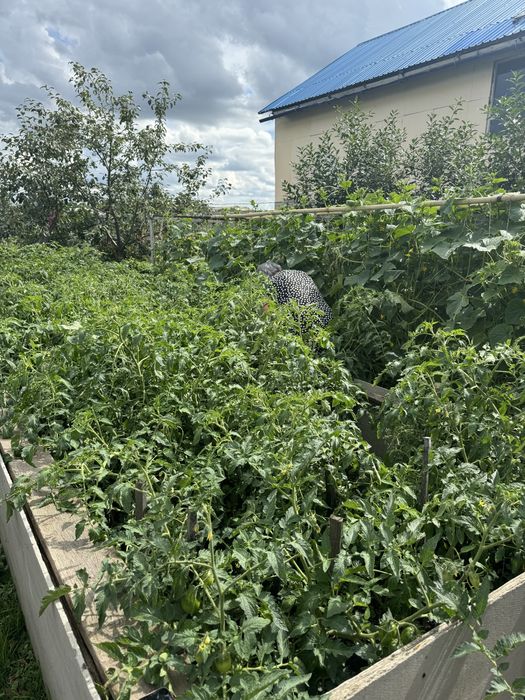 Продам дачу по осени