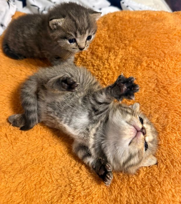 Шотландские котята