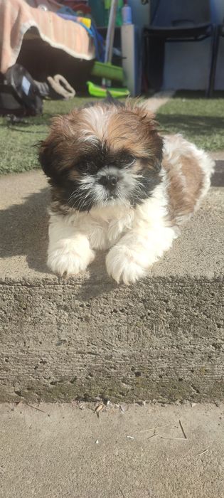 Baietel Shih tzu