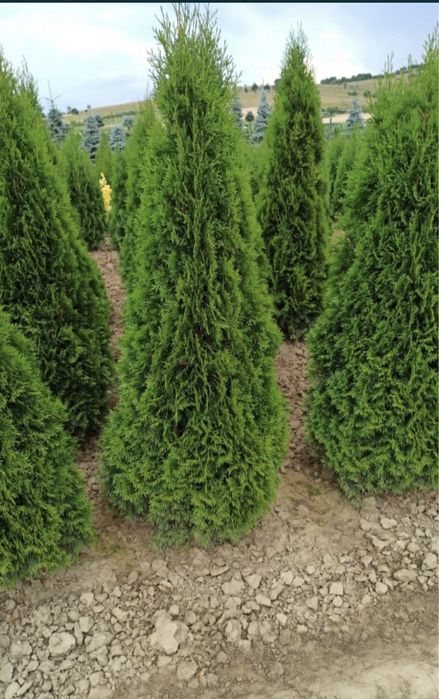 Tuia la cele mai bune preturi